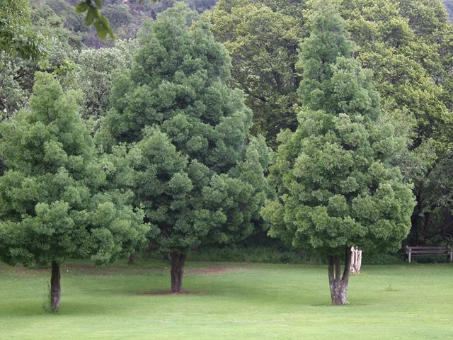 Podocarpus Afrocarpus  falcatus Yellowwood